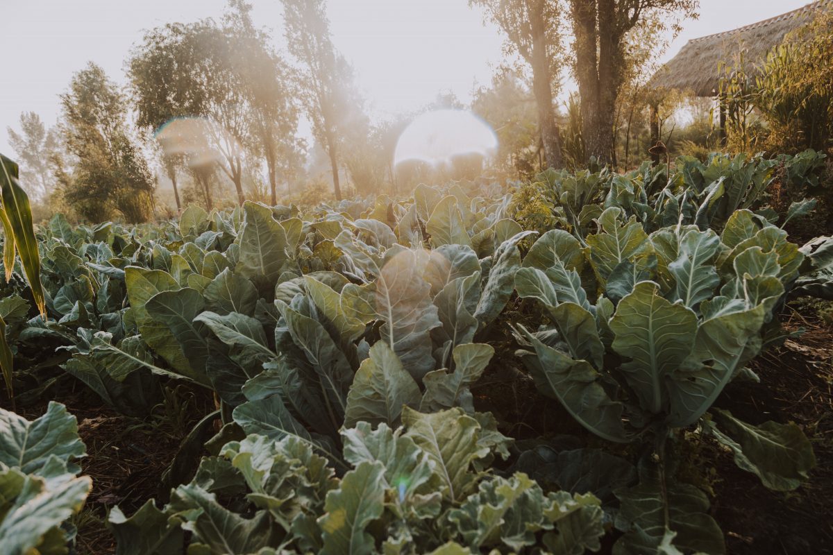 https://www.arcatierra.com/wp-content/uploads/2024/04/chinampas_xochimilco-1200x800-1.jpeg