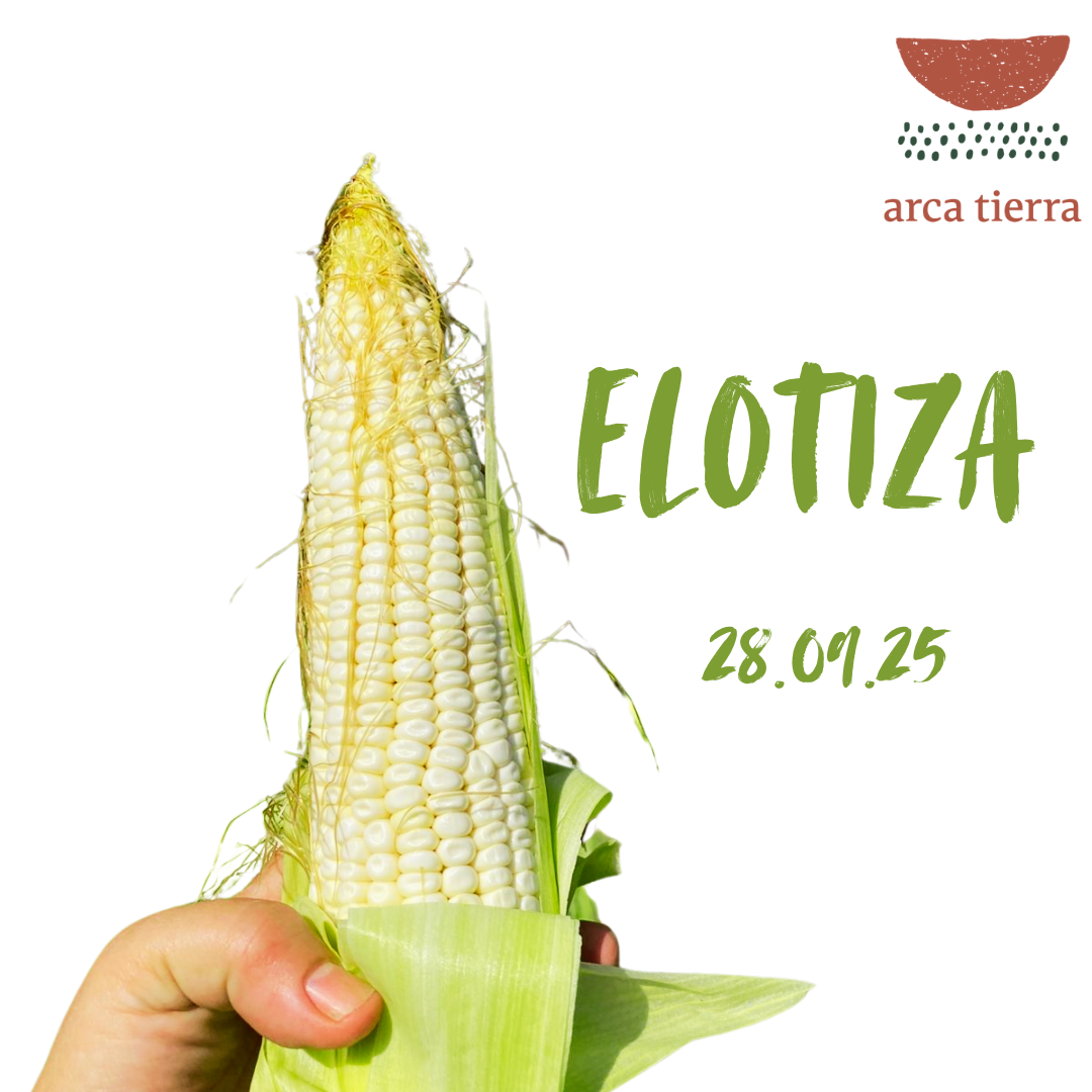 Elotiza: Cosecha de Maíz en Xochimilpan